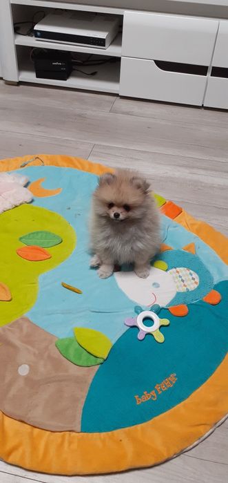 Śliczna malutka suczka szpica minaturowego Pomeranian