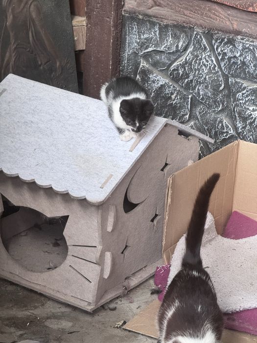 Отдам котят в добрые руки