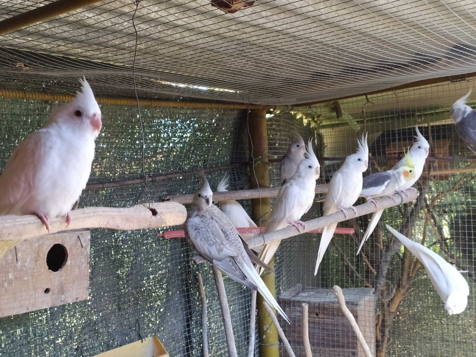 Lote de caturras (várias cores)