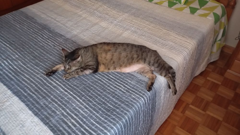 Gato cego tigrado meiguinho