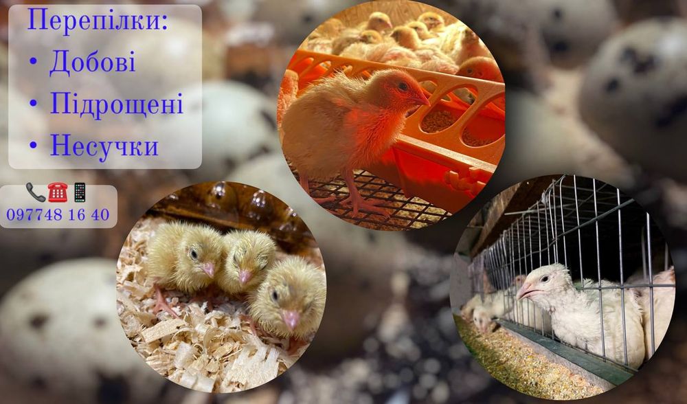 Інкубаційне яйце перепілки. Техас.