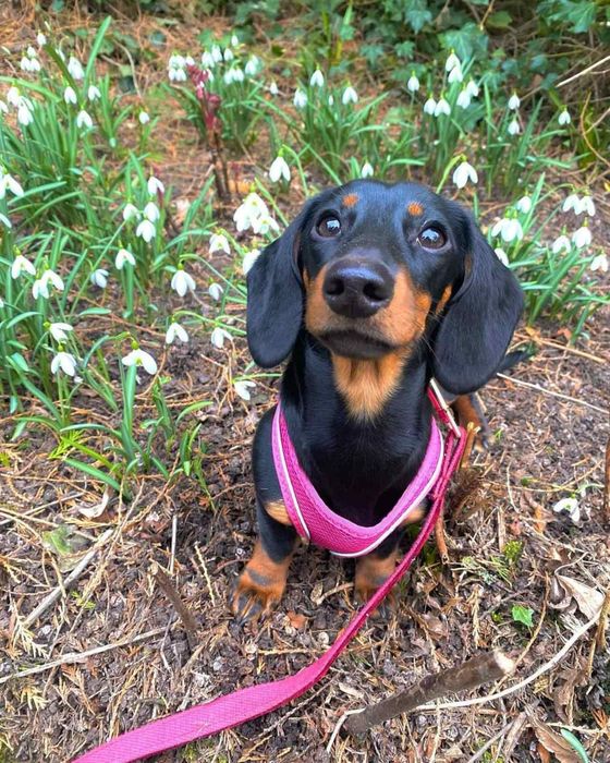 Шикарні таксята від яскравих шикарних батьків