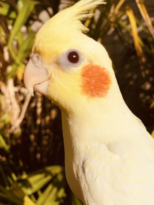 Caturra domesticada lutina grande oportunidade
