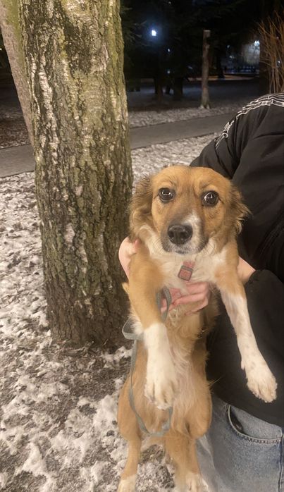 Віддаємо собаку в добрі руки,через втрату власниці.