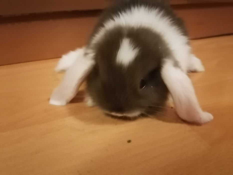 Vendo mini coelho orelhudo lop