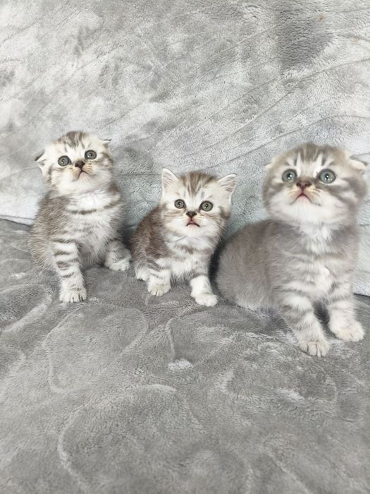Шотландські кошенята Скотіш страйт і Скотіш фолд