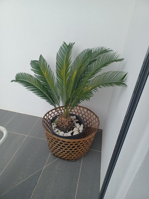Vaso usado com flor Cica