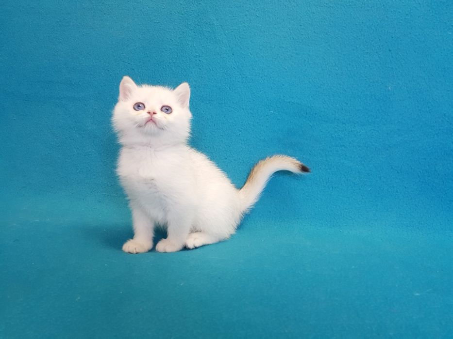 Котик окраса поинт золотой шиншиллы