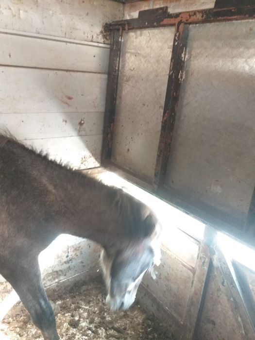 Cavalo  venda ou troca