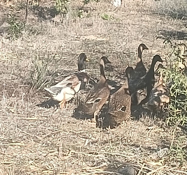 Patos rouen jovens