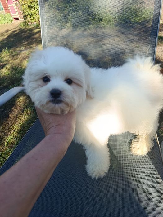 Piesek maltipoo  tata bad.genetyczne