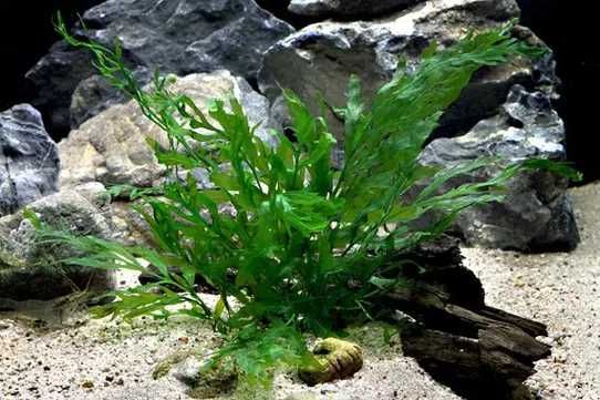 Roślina akwariowa Bolbitis heudelotii