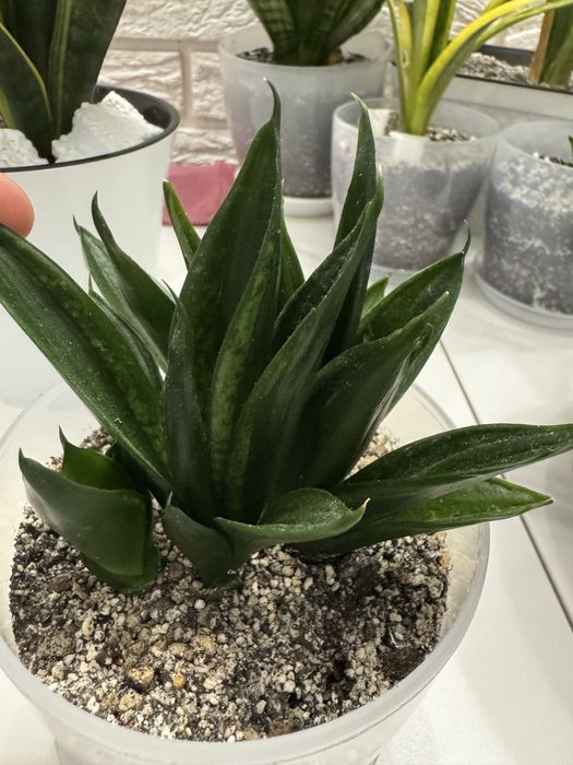 Сансевієрія Лупс Прайд (Loops Pride)