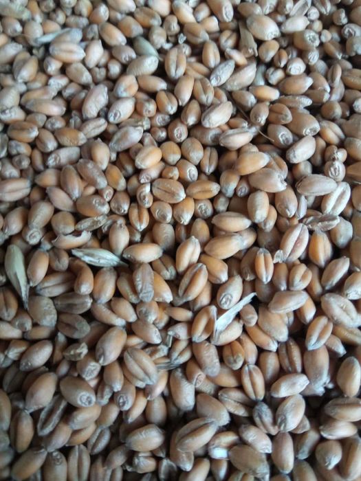 Sprzedam pszenicę ozimą