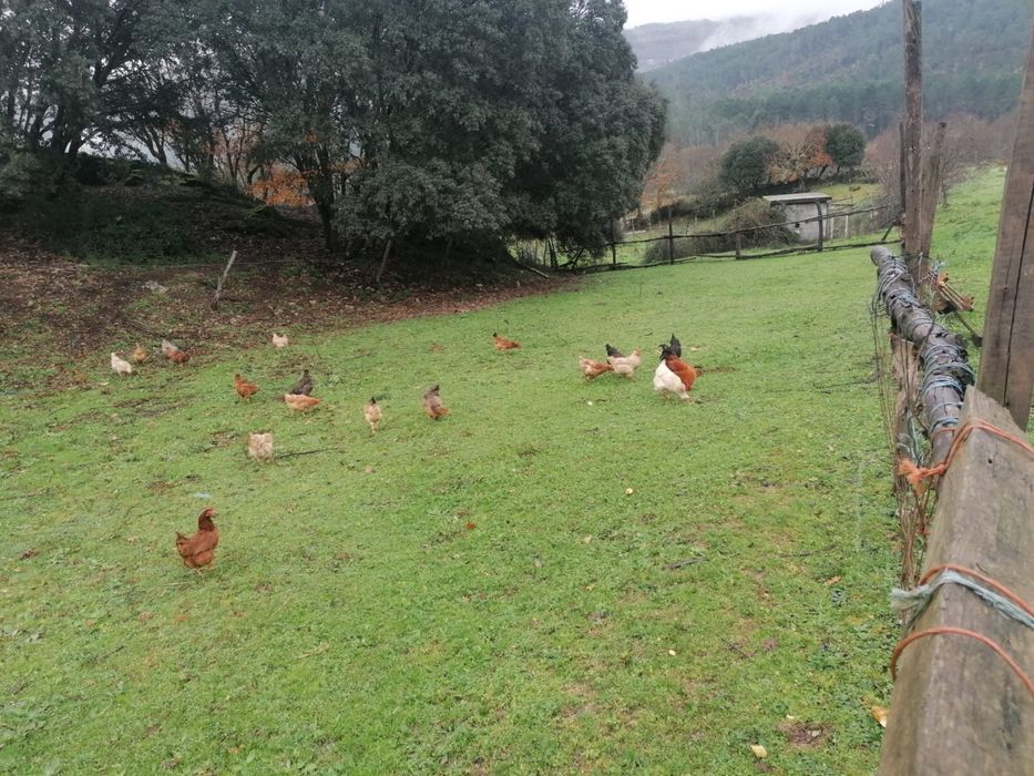 Ovos caseiros.