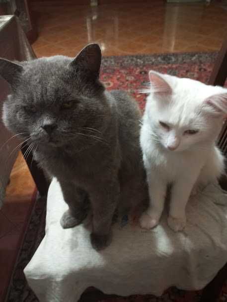 Помогите найти кота .