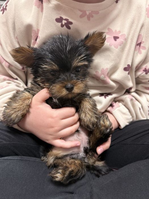Yorkshire terrier suczka
