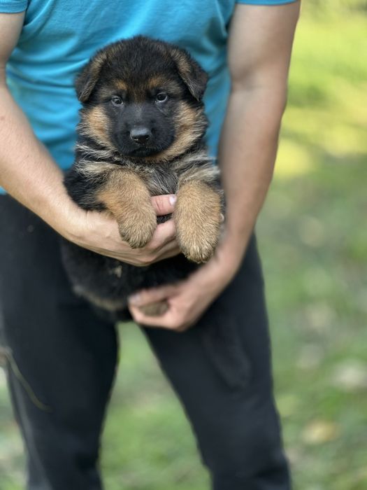 Німецькі вівчарки для справжніх цінителів породи. Дівчинка