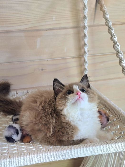 Kochany Kociak Ragdoll