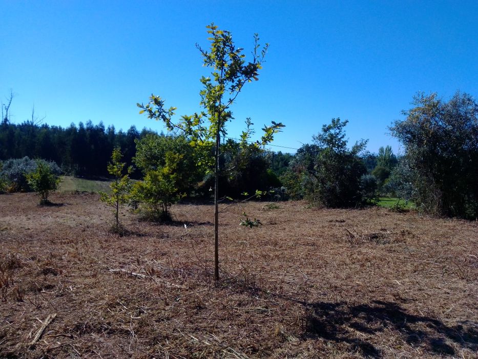Quinta com casa para reconstrução
