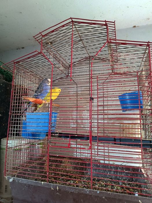 Papugi faliste z 2025 r