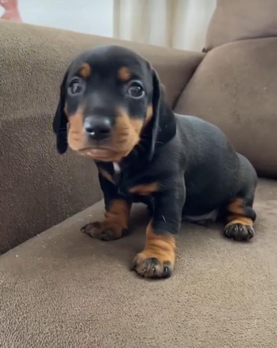 Чорнопідпалі хлопчики для бронювання