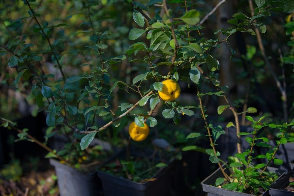 Pigwowiec Japoński (Chaenomeles Japonica) 30-50 cm, donica 1l