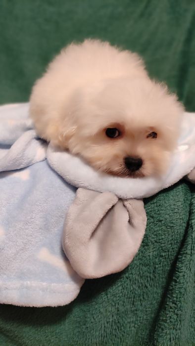 Maltipoo chłopiec Warszawa maltańczyk pudel