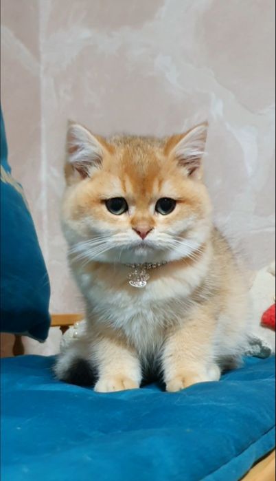 Золотий британський шиншила кошеня