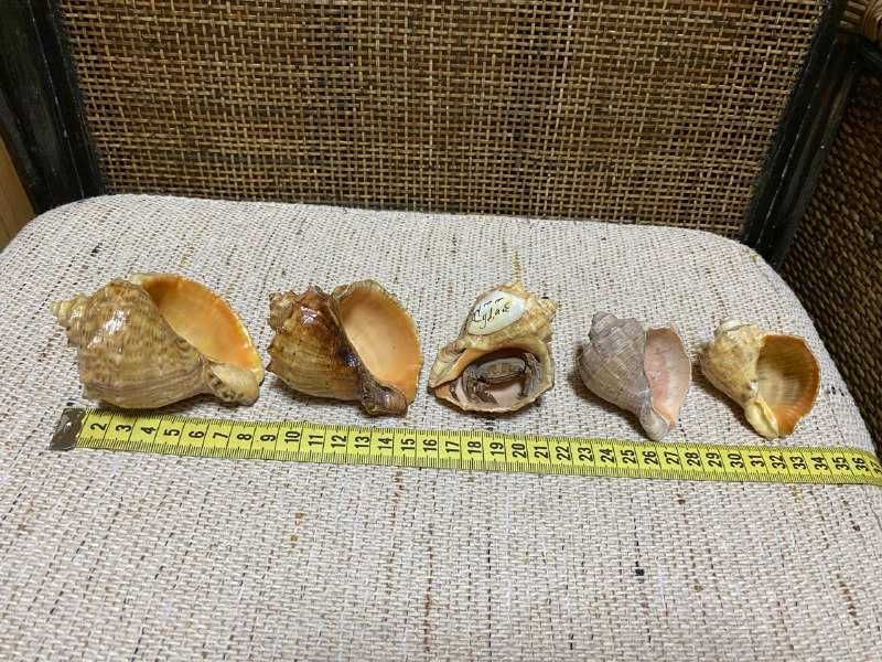 Ракушки рапана для красивой подачи блюд, для аквариумов, сувенир