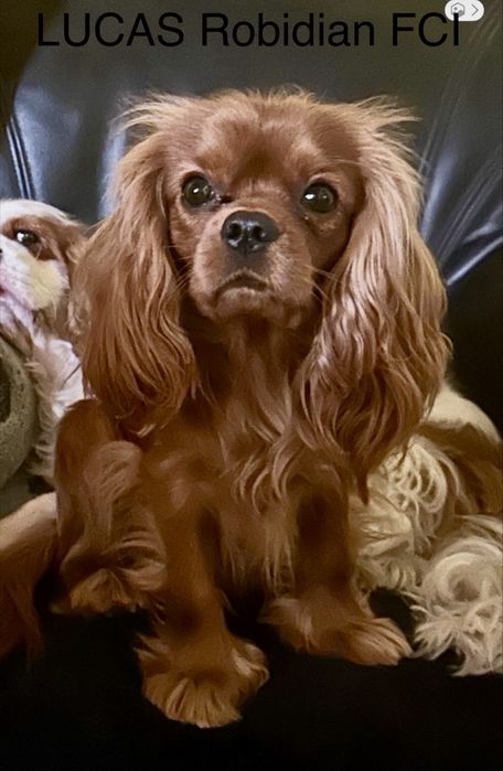 Cavalier King Charles Spaniel- piesek- ZKwP (FCI)