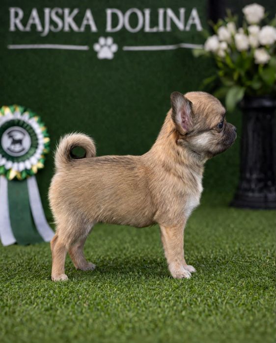 Piękna długowłosa sunia chihuahua. Juz do odbioru