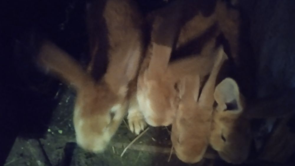 Продам кроликов .молодняк.