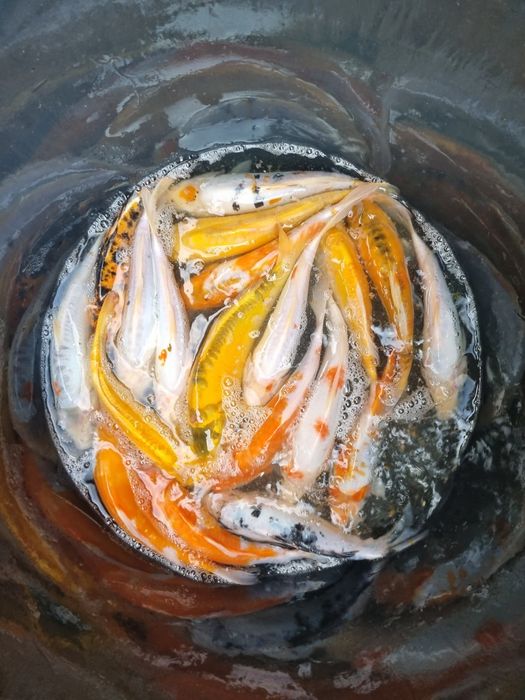 Ryby ozdobne Murowaniec- Karp koi, karaś, amur, jesiotr