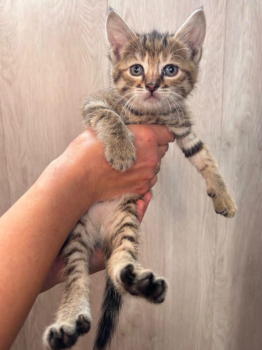 Віддамо кошеня в добрі руки)