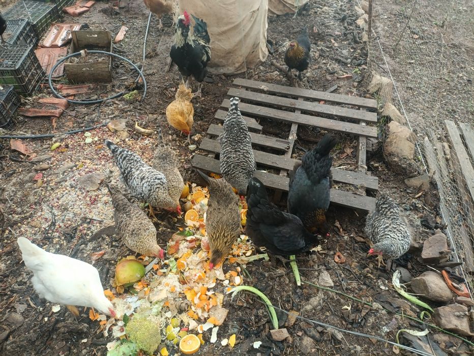 Galinhas poderias jovens para vender