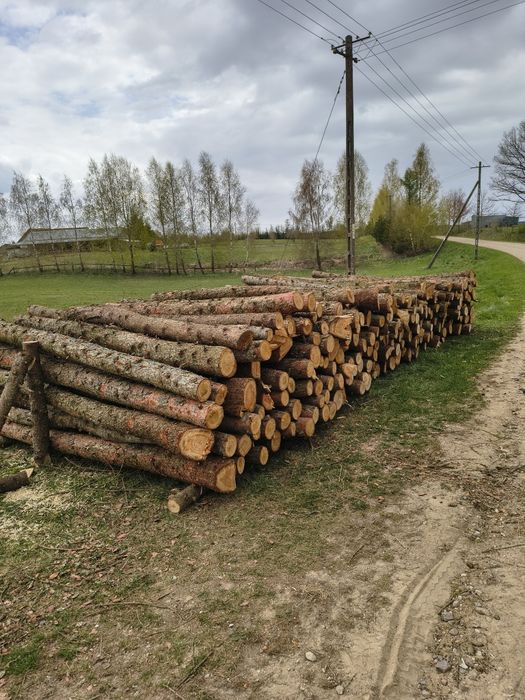 Drzewo modrzew kłoda