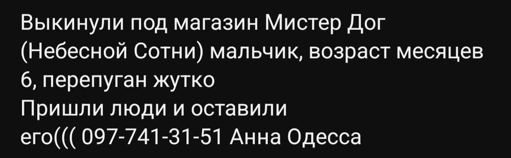 Отдам даром в добрые руки рыжего котика