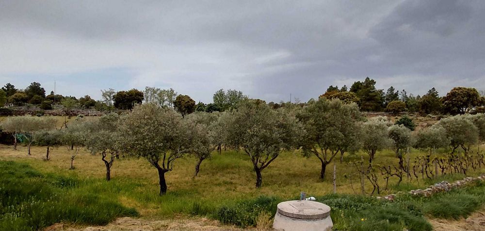 50 oliveiras adultas (≈15 anos) para venda