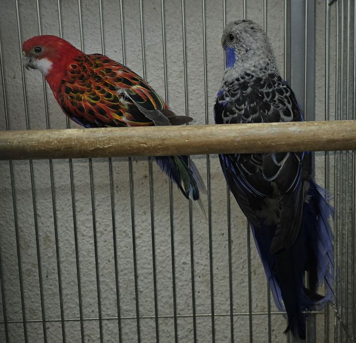 Roselias varias mutações