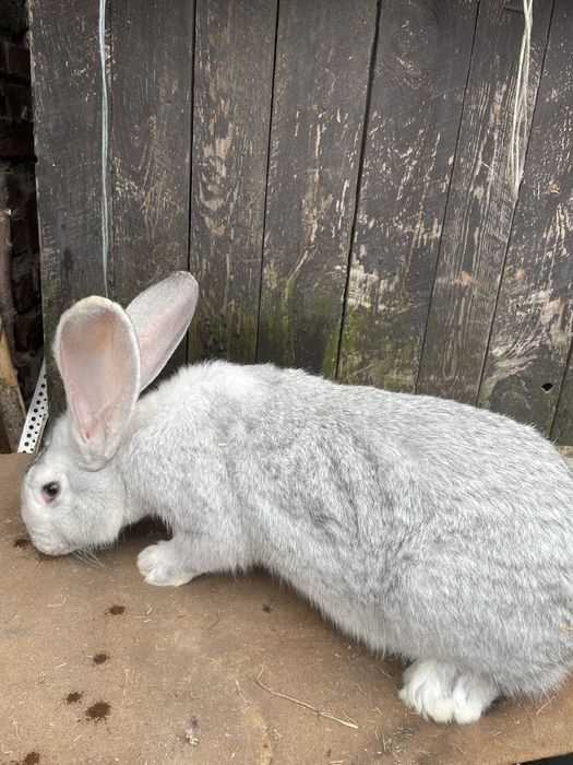 Króliki  Belgijskie