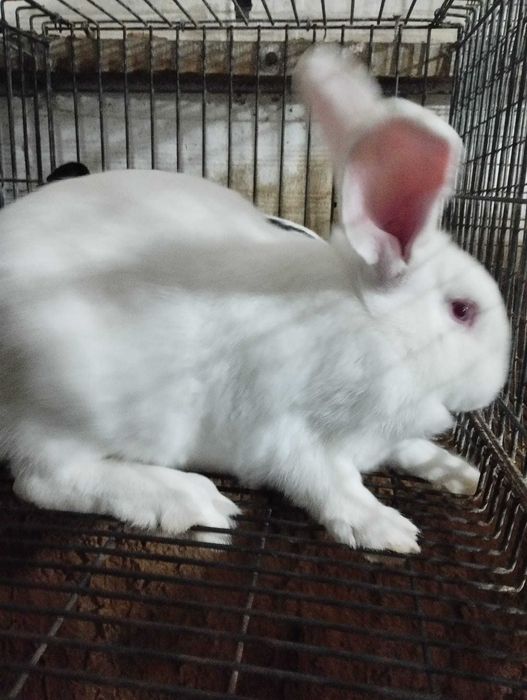 Coelhas para Reprodução