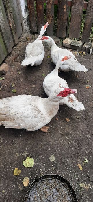 Інкубаційні яйця