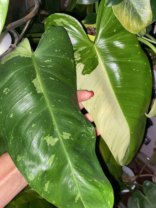 Розпродаж монстера Дубія,,Філ Сільвер ,рінг оф фаер  епіпремнуми