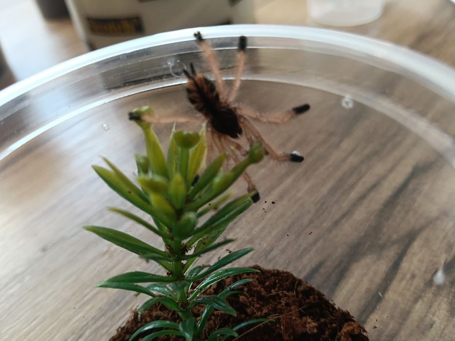 Ptaszniki Avicularia braunshauseni L5