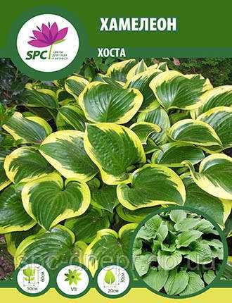 Хости варієгантна  хоста багаторічники