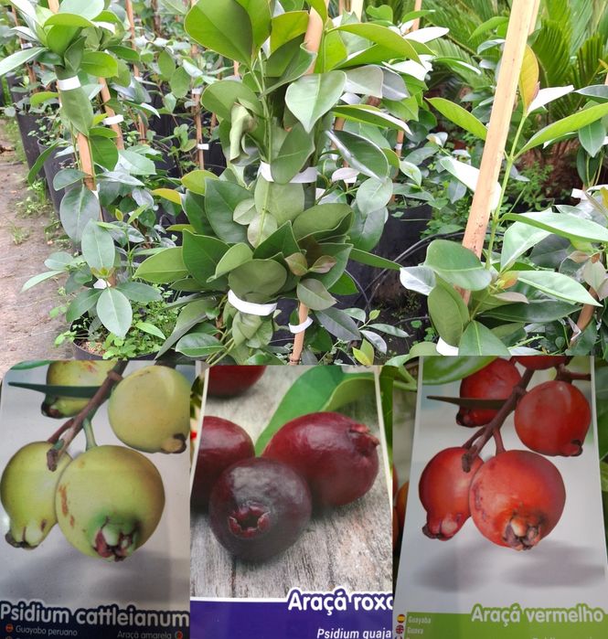 Plantas de Araçã (Vermelho, Roxo e Amarelo) - 70cm