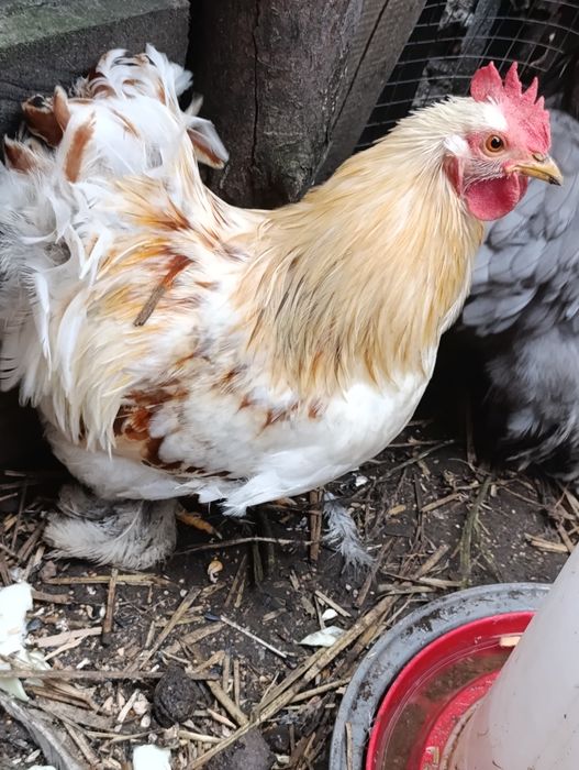 Para Kochina Miniaturowego