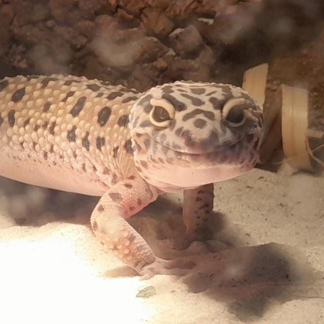 Pomoc w założeniu pierwszego terrarium i akwarium