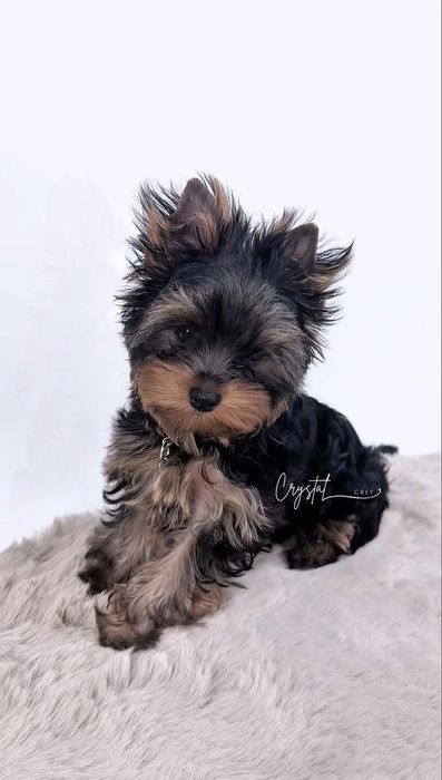 York Yorkshire terrier FCI : GUCCI - piesek